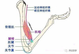 何为抻筋拔骨 