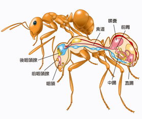 蚂蚁身体的各部分名称 给图