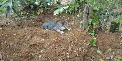 奶奶因病去世后,家里的猫咪失踪了,一年后扫墓时才发现它的秘密
