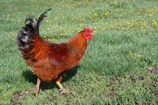 养鸡技术 肉鸡与饲养有关的生活习性