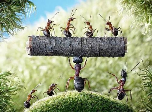 蚂蚁的生活特征