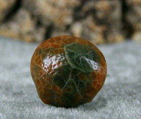 这种小小的石头为什么会被称为 长寿石 