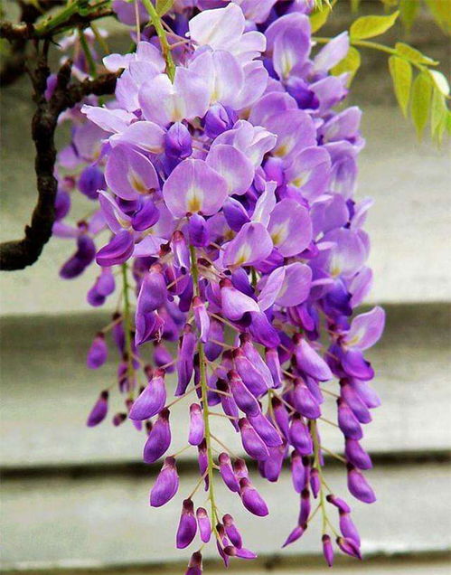 紫藤花的寓意和象征,紫藤萝象征着什么意义？