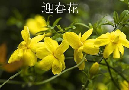 迎春花开的花是什么样子的,迎春花