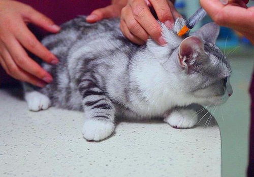 猫咪流鼻血并不简单,可能是患有猫白血病,3点预防要做好
