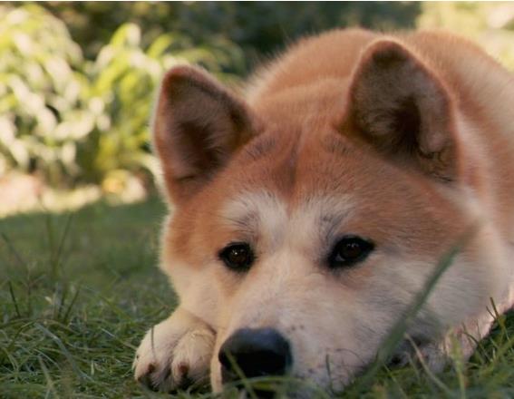 秋田犬币彻底完了