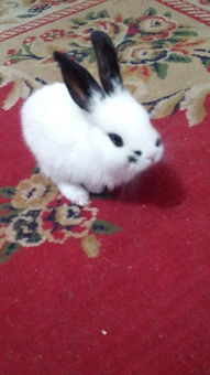 这只小兔子起什么名字,又可爱又好听呢 