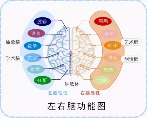 孩子有这3种特征,说明右脑发达,好好栽培很有可能成为 学霸