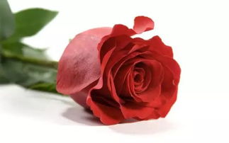 33朵白色玫瑰花语,33朵白色玫瑰的花语通常代表着纯洁、高贵和优雅。