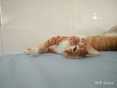 猫为什么会刨水 