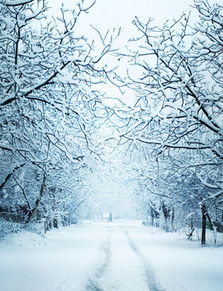 背景图雪景- 搜狗图片搜索