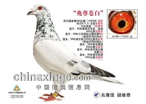 鸽友眼中的中国三大 顶级 种鸽