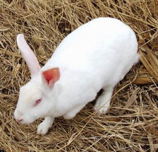 服务三农 市场预测 獭兔皮价格稳定 市场交易小幅升温 