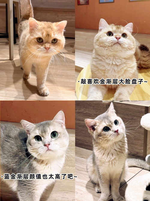 深圳宝安猫咖天花板 人均30 撸猫畅玩一整天 