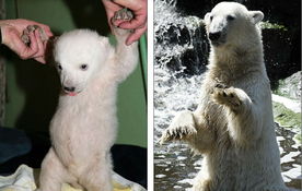 Polar bear Knut s sister Anori makes public debut 