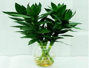 水培富贵竹怎么养才能更旺盛呢,选择合适的水培容器