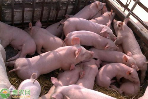 三元猪仔价格多少钱一只 2020年养猪行情分析