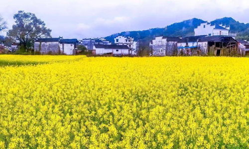 油菜花什么时候开花,几月份开的最旺?