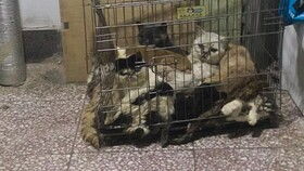 外婆家来了一只流浪狗妈妈生了8只小狗求领养 宁波
