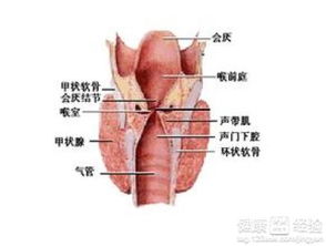 治鼻咽癌要花多少钱