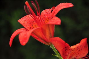 红百合花语,红色百合花的花语和含义各是什么？