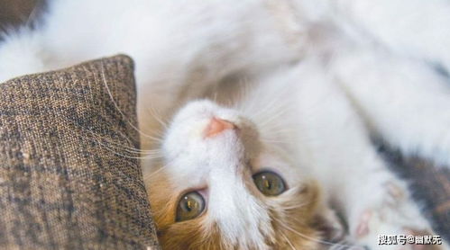 盘点猫咪打呼噜的五种原因 你以为它是在撒娇,其实它只想静静