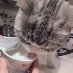 猫咪可以喝酸奶吗,猫咪可以喝酸奶吗安慕希