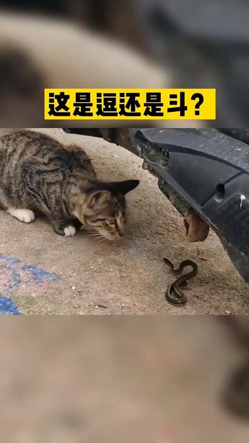 是猫在斗蛇还是蛇在逗猫. 