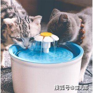 猫咪和矿泉水容易尿结石 小猫咪应该和什么水才合适