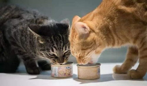 辟谣 猫不用吃猫粮,农村猫吃剩饭活得也挺好,其实那只是零食 