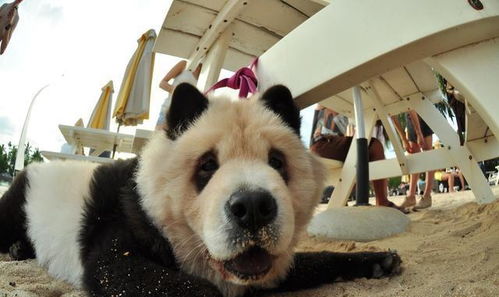 染色熊猫狗 松狮犬 ,少人养的几大原因