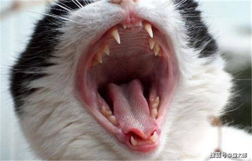 小猫乳牙什么时候换 猫咪牙齿护理笔记