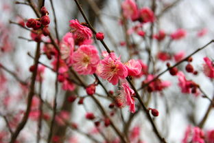 寒蕊傲雪，独自绽放——探究寒蕊所指之花的独特美态，蕊组词语寒蕊是什么意思