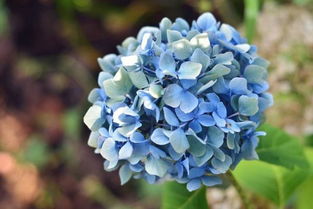 蓝色绣球花花语,蓝色无尽夏的花语？