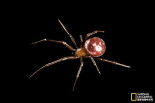 i星座秘语 蜘蛛恐惧症 十张照片让你从此爱上蜘蛛