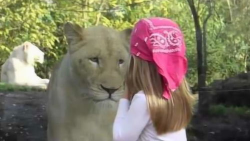 女孩与狮子合照时,意识到不对劲,扭过头一看,狮子的眼神令人悲伤 