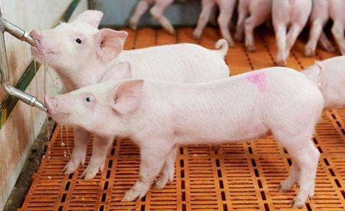 一季度出栏一头猪赚2654元 养殖户都发财了吗