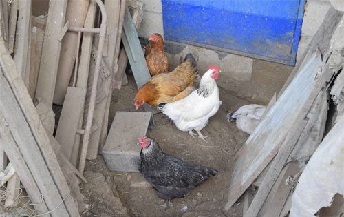 禽类养殖鸡不爱吃饲料长得慢怎么办,鸡鸭长势缓慢怎么办