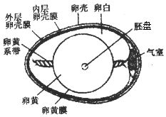 生物鸡蛋结构图 搜狗图片搜索