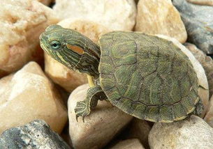 巴西龟冬天怎么养,巴西龟冬天怎么养放多少水