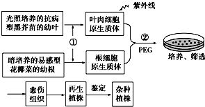 植物组织培养操作技术