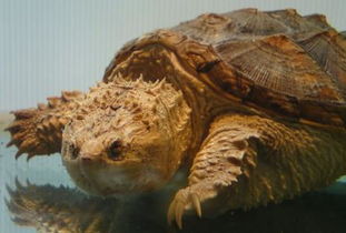 鳄鱼龟离开水能活多久 