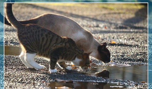 为了让猫多喝水, 铲屎官也是操碎了心