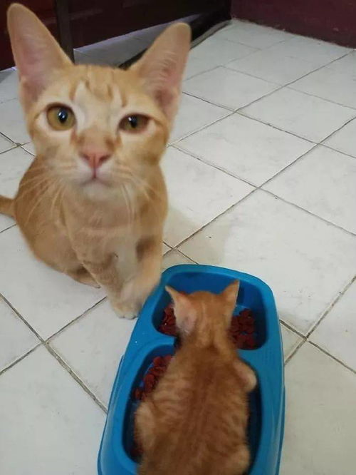 一个家里千万不能养两只橘猫
