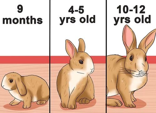 如何判断兔子的年龄
