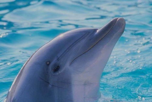 自古就有海豚救人 你知道海豚为什么会救人吗