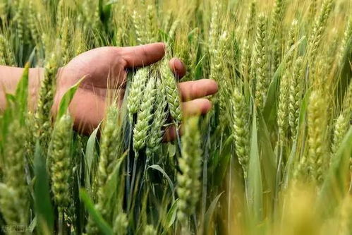 最新小麦高产新品种亩产1796.52斤,大田种植技术能行吗