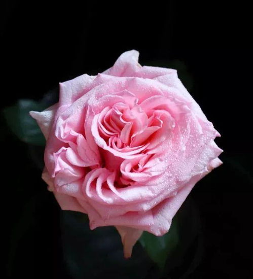 粉荔枝玫瑰花语,粉玫瑰花语是什么？