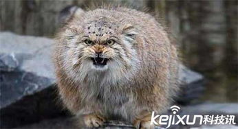 实拍全球最凶猛残忍的猫 濒危动物帕拉斯猫