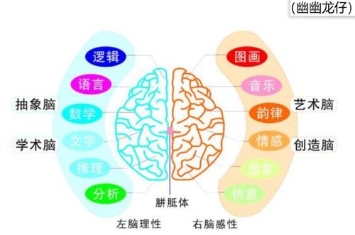 大脑奥秘,左撇子的艺术右脑更发达 爱因斯坦脑切片研究成果公布